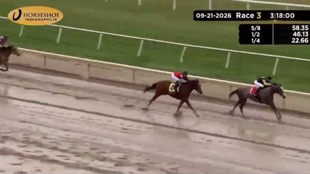 Жеребец по кличке «Австрийский художник» выиграл свою первую гонку в США