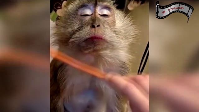 Обезьяна КАЙФУЕТ,СМОТРЕТЬ ВСЕМ