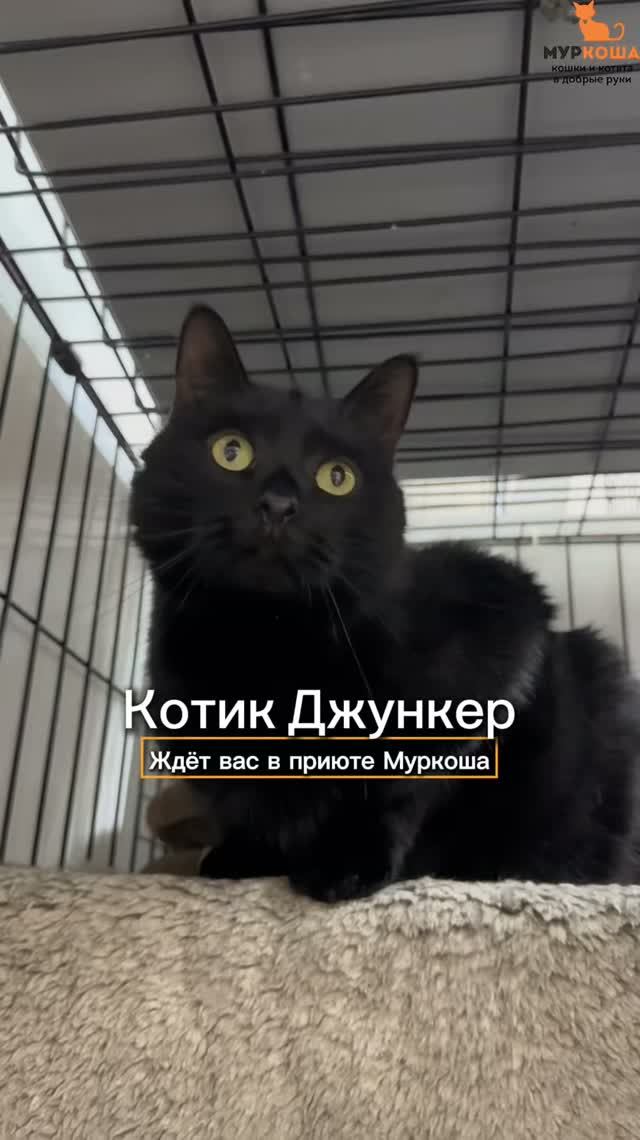 Кошки ищут дом (приют ″Муркоша″)