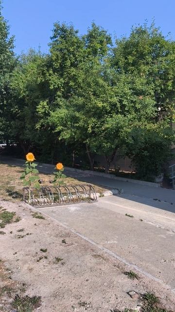 Подсолнухи работа