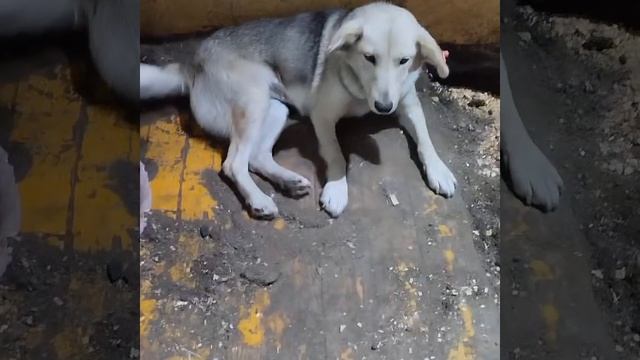 Уфа, Башкирия
Попали в отлов вот  такие собаки!😰Добрые и ласковые 
Пожалуйста, сделайте репост🙏