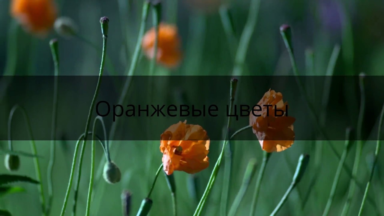 цветы в полях