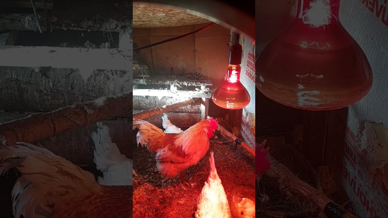 Жизнь Куриц в холодное время 🕘 Звуки кур и петуха 🐔🐔🐔
