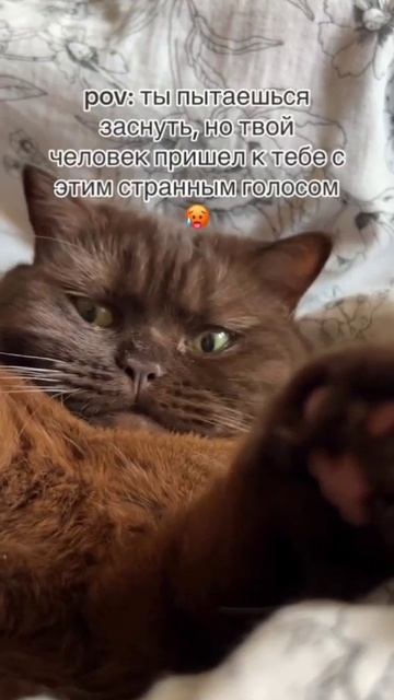 А какже.

#животные #приколы #юмор #смех