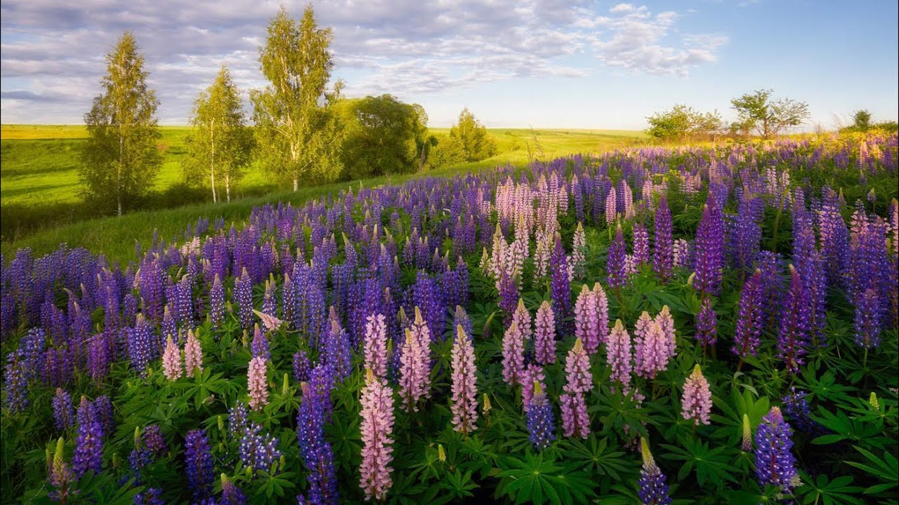 Цветы (flowers)
