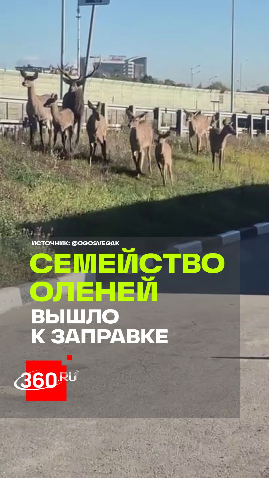 Стая оленей устроила переполох у Минского шоссе в Подмосковье