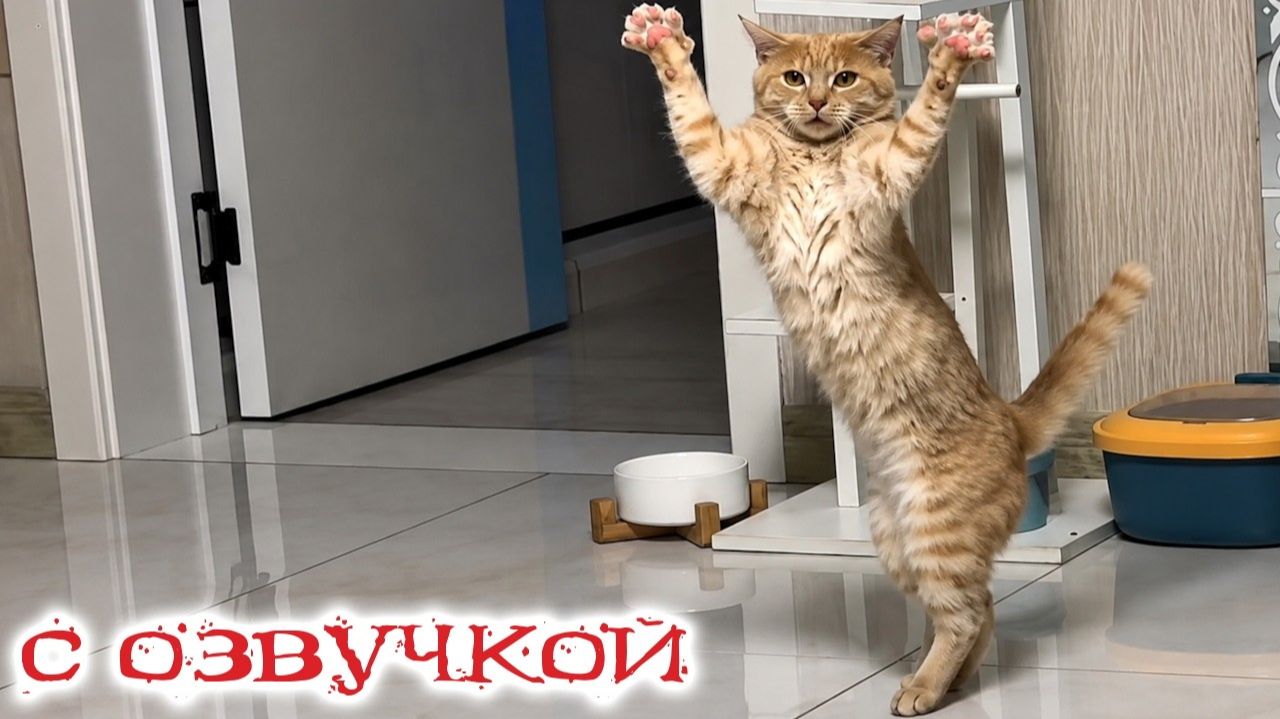 Самые Говорящие Коты — Попробуй Не Засмеяться! Приколы с котами! Смешная озвучка