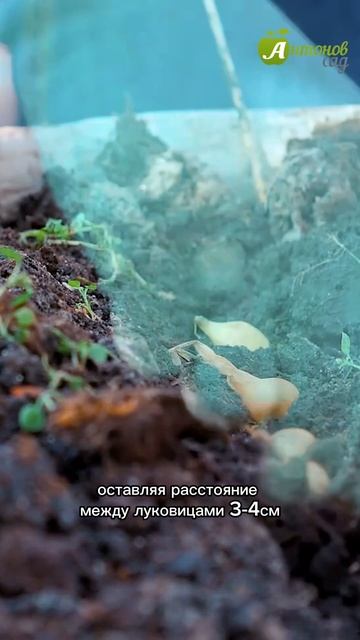 Посадка лука осенью