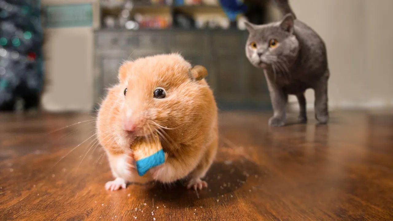 Охота на мышь 🐭