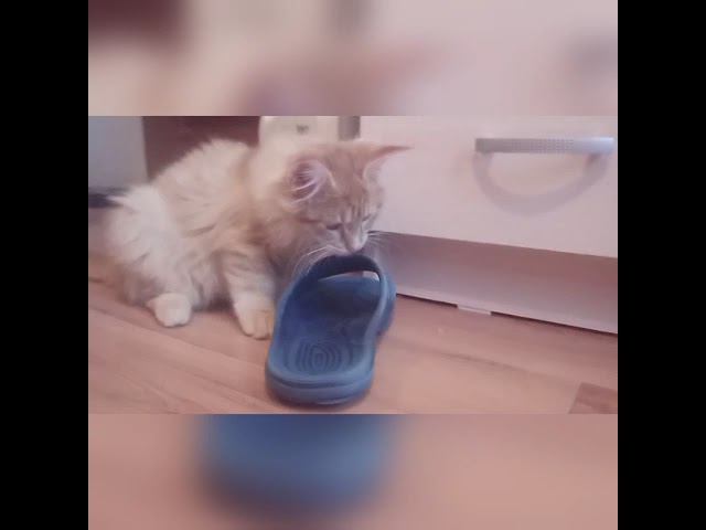 Котята мейн-кун 4 месяца
