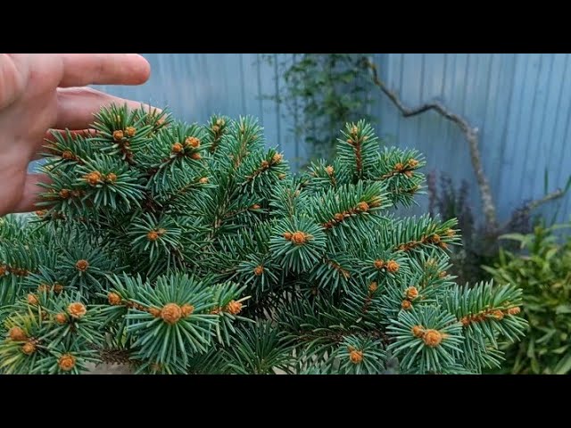 Мои новинки😍. Формирование роз и бересклетов.