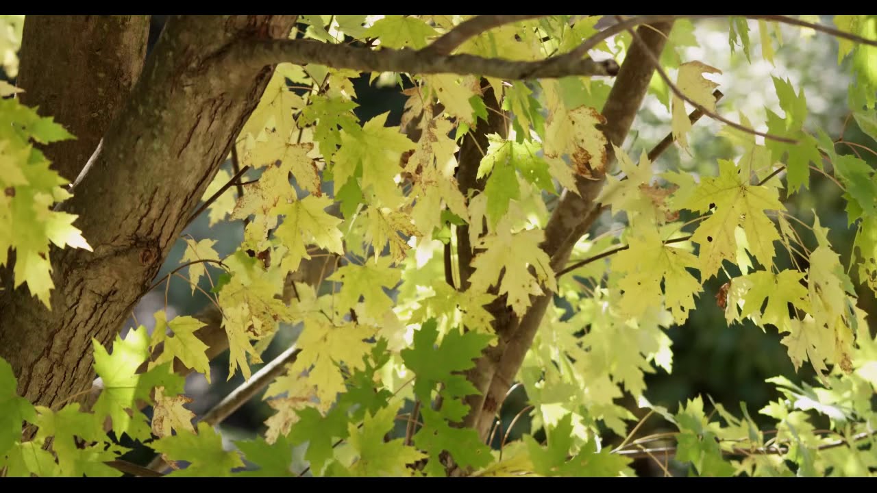 Качка Песня