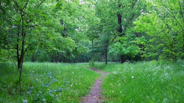 В лесу после дождя , Музыка Природы, Пение Птиц , Живая Природа 4К