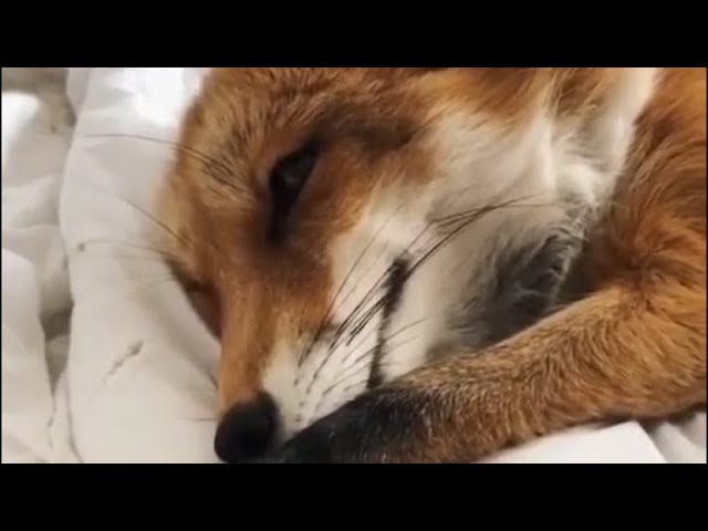 Как просыпается лиса? How Does A Fox Wake Up?