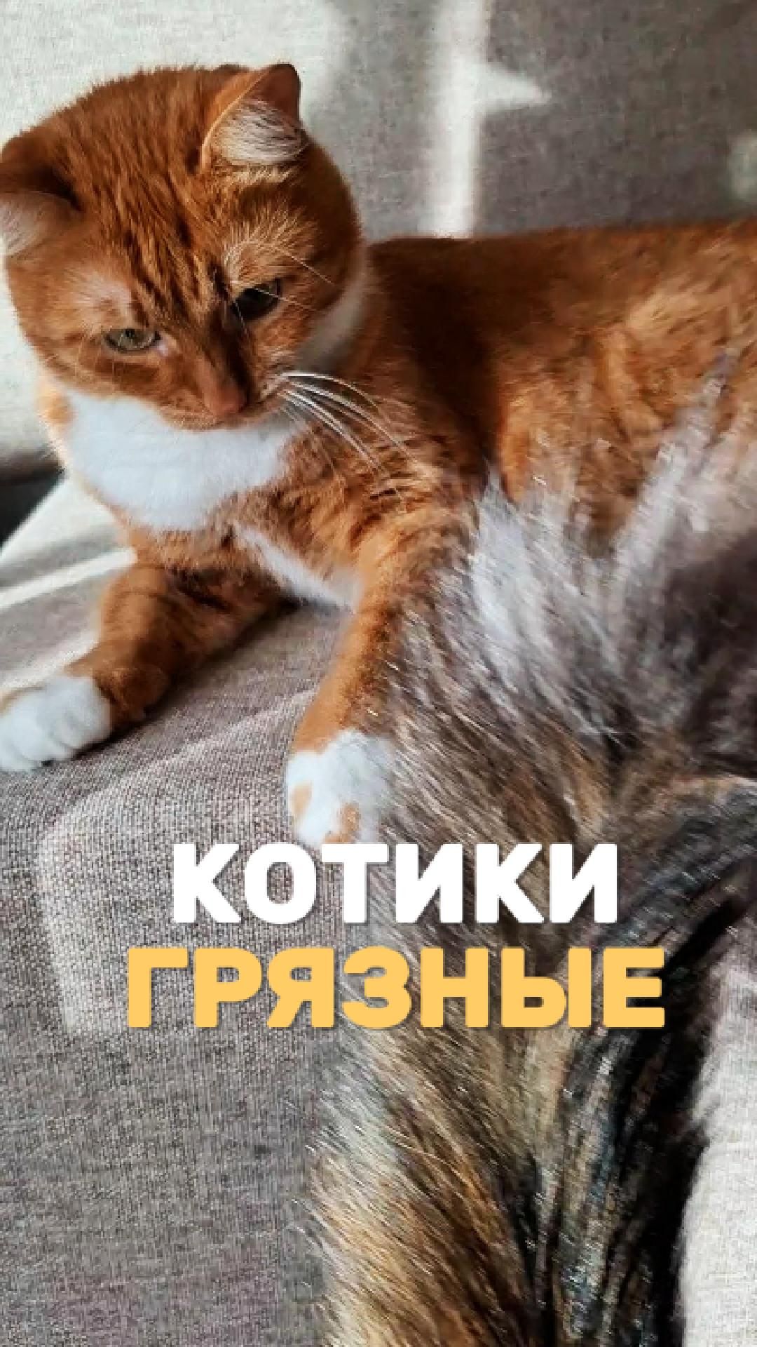 Котики грязные