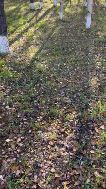 💕✨Классическая музыка✨💕