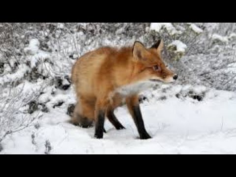 Лиса во дворе. Fox In The Yard.