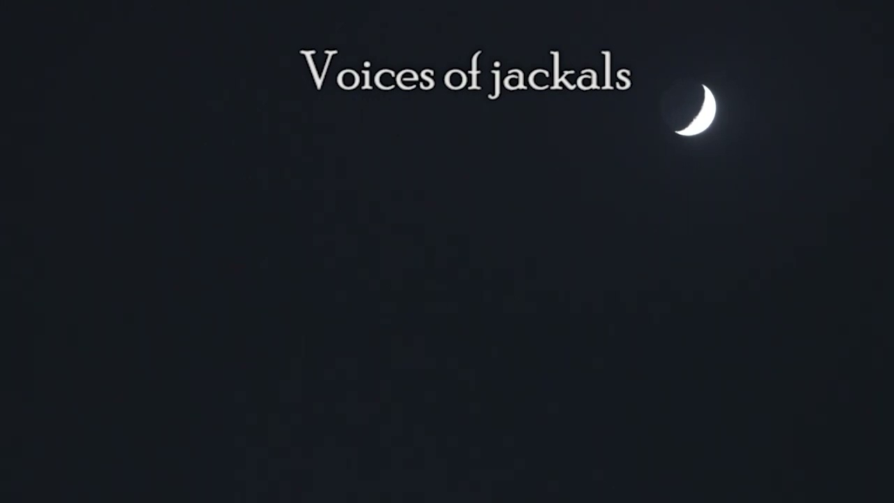 VOICES OF JACKALS / Free Sound Effects