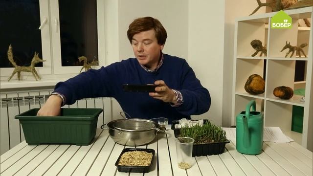 КАК ВЫРАСТИТЬ РОЖЬ для кошек в домашних условиях. Сочный корм для вашего питомца