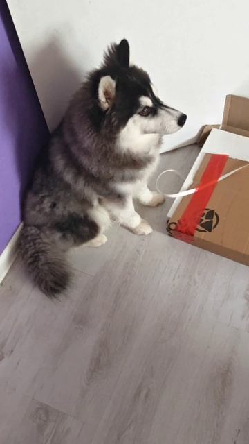 Шкафосборье