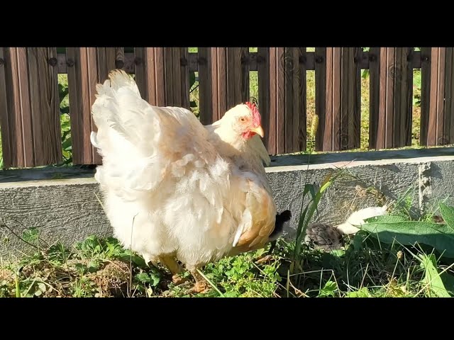 Sounds Of The Countryside You'll Want To Listen To 🌿🐥 - Звуки деревни, которые хочется слушать