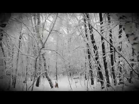 Холодный, зимний лес