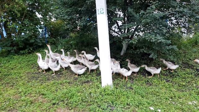 Cute Birds / гуси шипуни