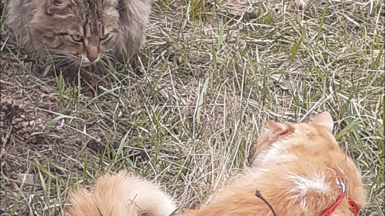 #коты #cats #цветочныймикс.Мурчик наслаждается весной!!!Неожиданная встреча!!!