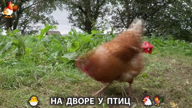 На дворе у птиц или куриная рутина простых несушек 32