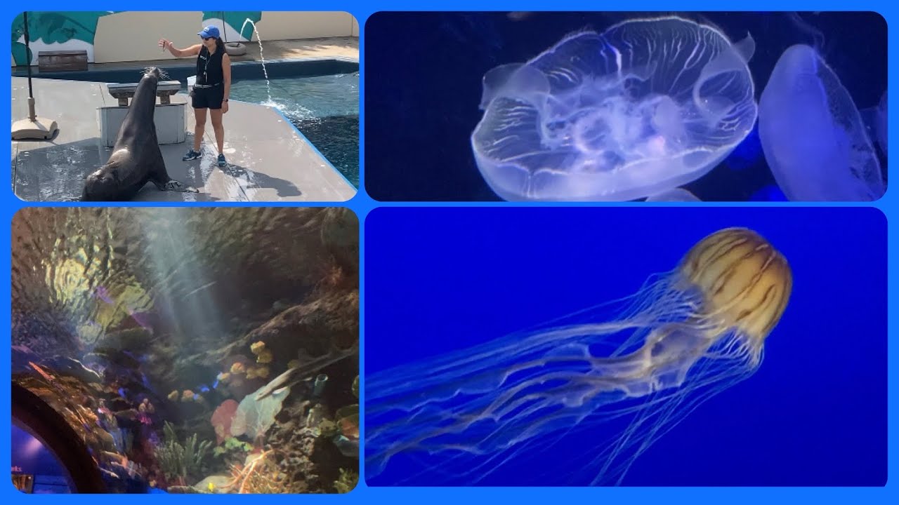 Океанские глубины, акулы и медузы NY Aquarium, Sea Leon Show