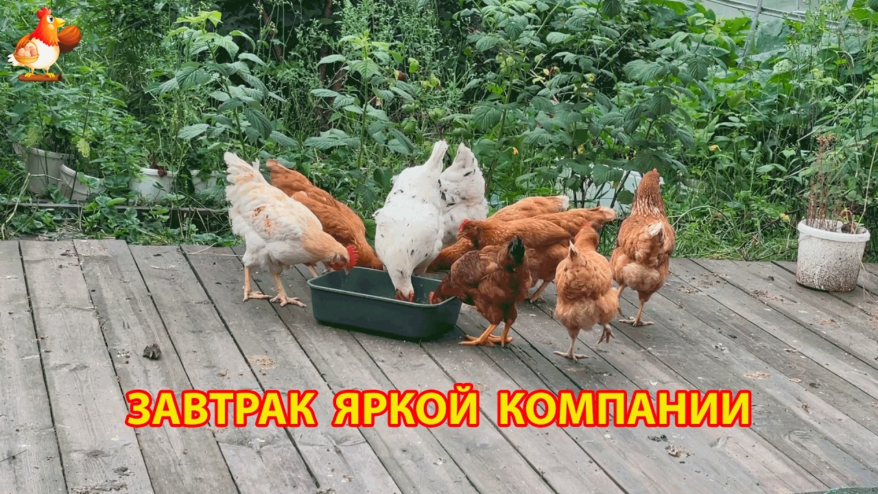 Яркие молодки завтракают на рассвете а белый петух следит за порядком 2