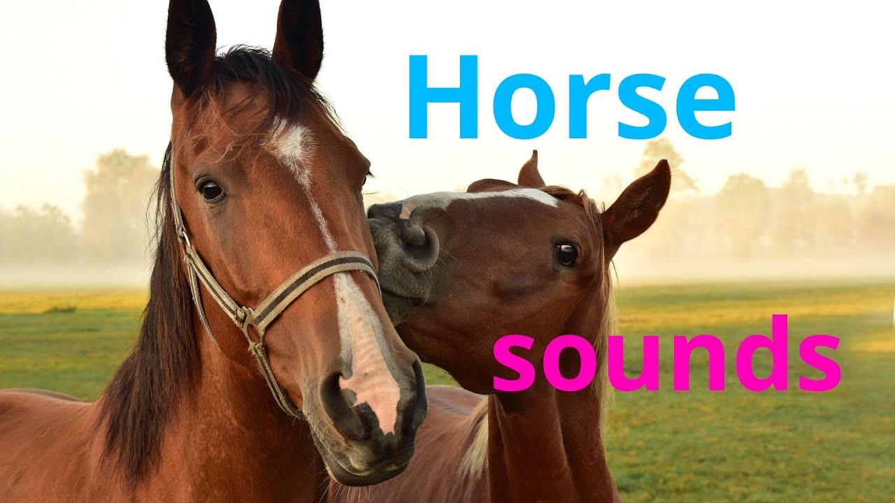 Horse sounds Звук лошади для детей
