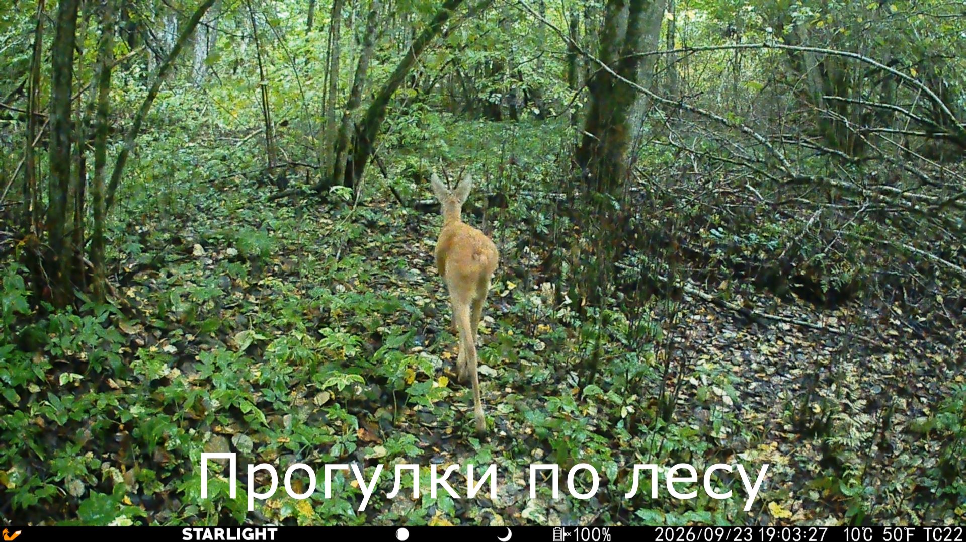 Кормушки и фотоловушки