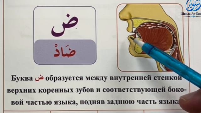 УРОК №4 Буквы: س، ش، ص، ض، ط، ظ / Рецитация Корана / Обучение Корану с нуля / Изучение Корана