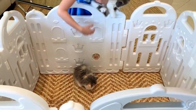 Повседневная жизнь Настии с кошкой и котятами