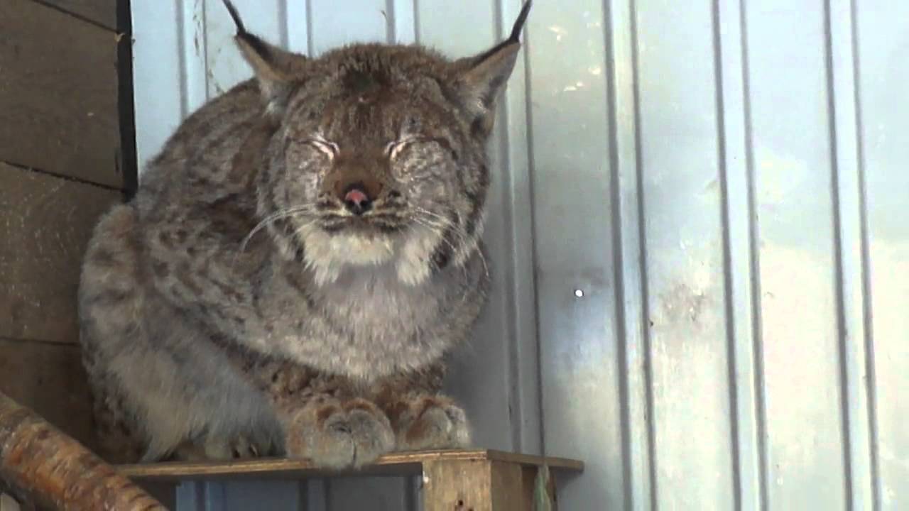 Редкая смешная рысь  Russian Wild Cat