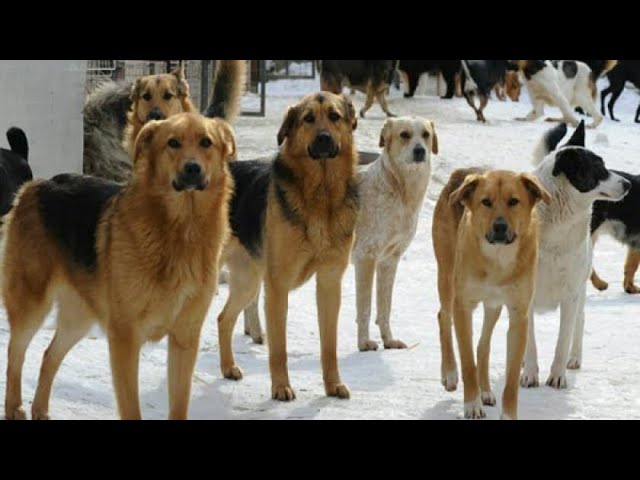 Звук стаи собак. Какой звук издает стая собак? - Voice Dogs, Sound Dog