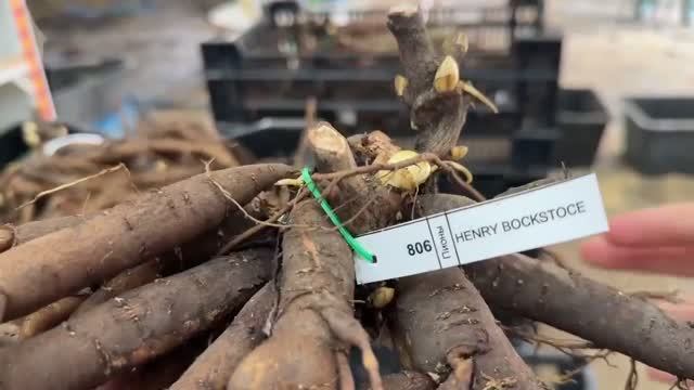 Прогулка по базе Ворошиловых во время отправки пионов/Сад Ворошиловой