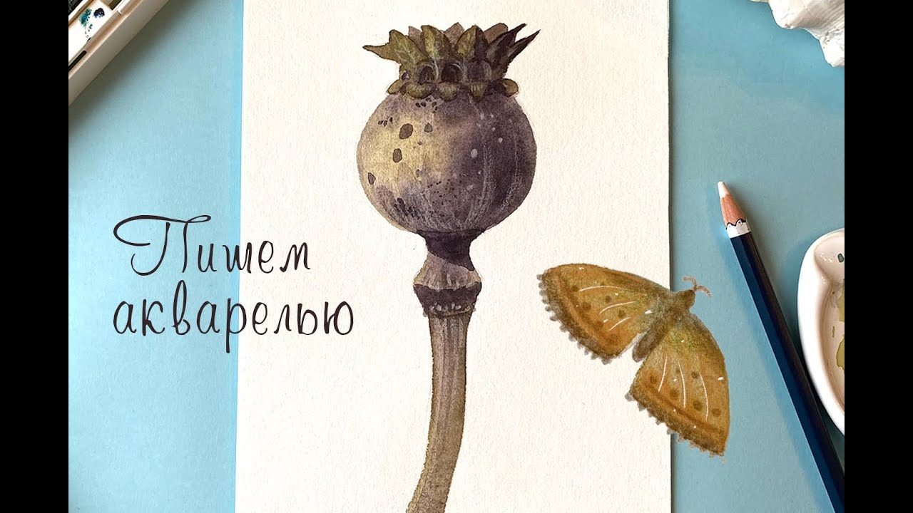 Акварельная ботаническая иллюстрация. Мак сухоцвет и акварель с грануляцией