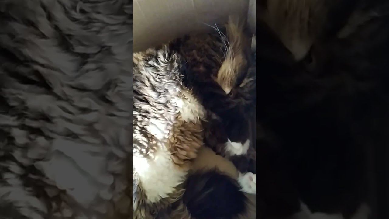 Кот: 'Я не толстый, я просто плотно упакованный!'  #shorts