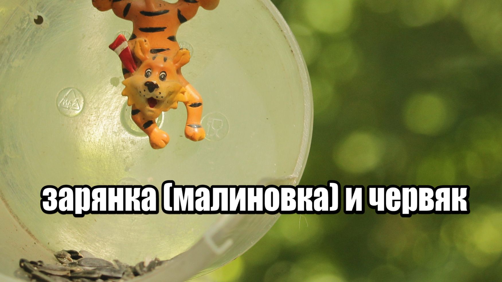 ЗЯРЯНКА /МАЛИНОВКА/ и ЧЕРВЯК