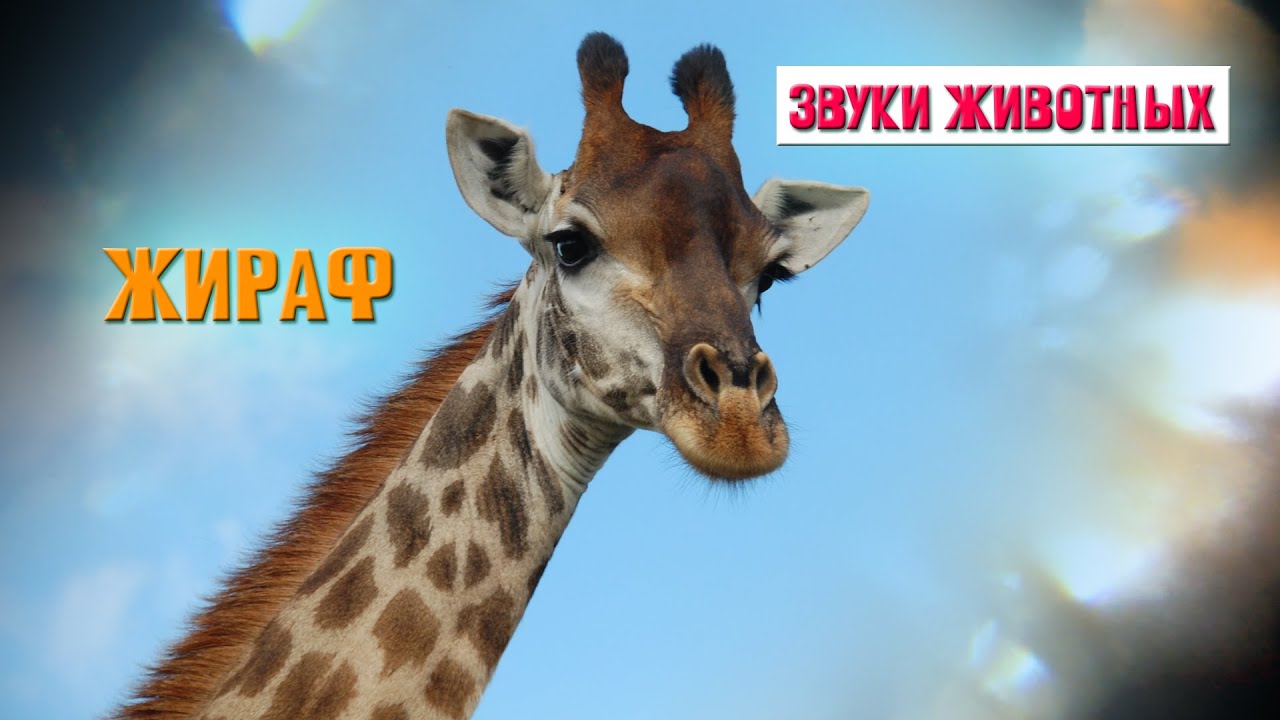 Жираф. Звуки жирафа. Какие звуки издаёт жираф? Как общаются жирафы? Звуки Африки. Звуки животных.