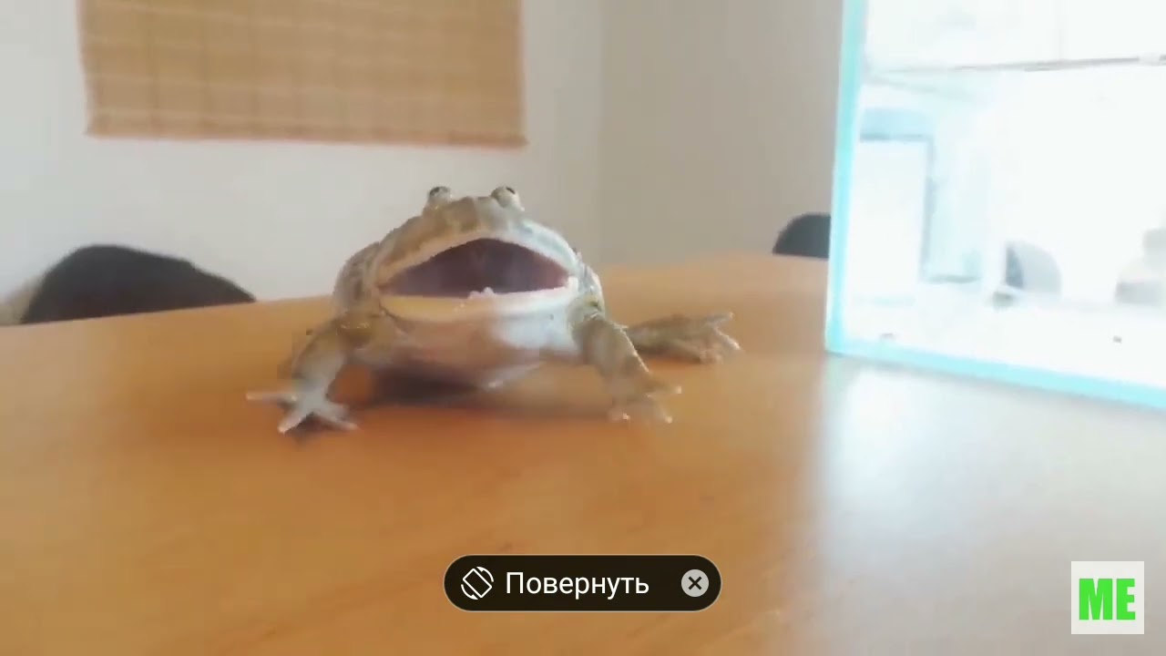 Орущие лягушки #2