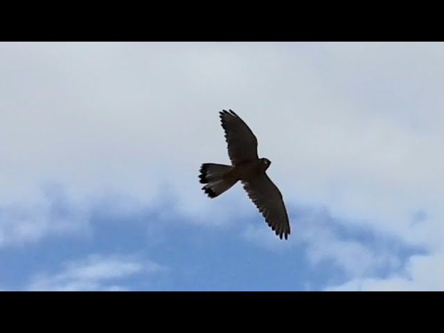 Kestrel Bird Flight And Sounds-Полет и звуки пустельги