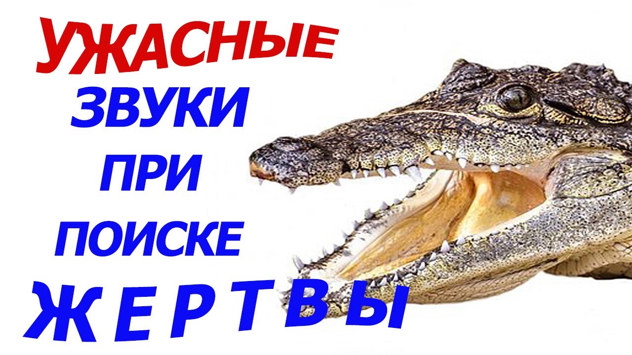 Крики крокодила при поиске жертвы. The Crocodile Is Looking For A Prey. Sound.