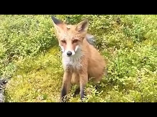 Лиса на воле. The Fox Is Free.