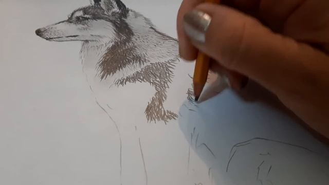 🌻A Dog With A Pencil. HUSKY Pencil. We Draw Wool. 🌻ХАСКИ карандашом. Рисуем шерсть.