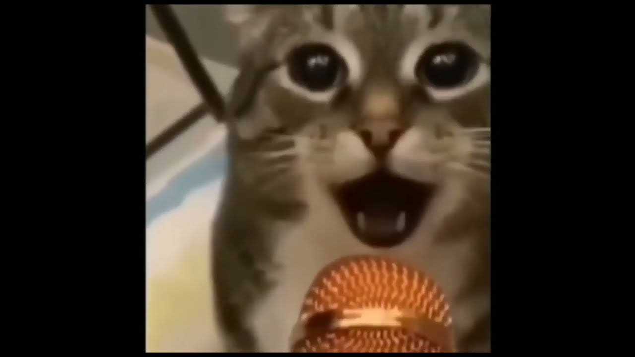 КОТ КРИЧИТ В МИКРОФОН 