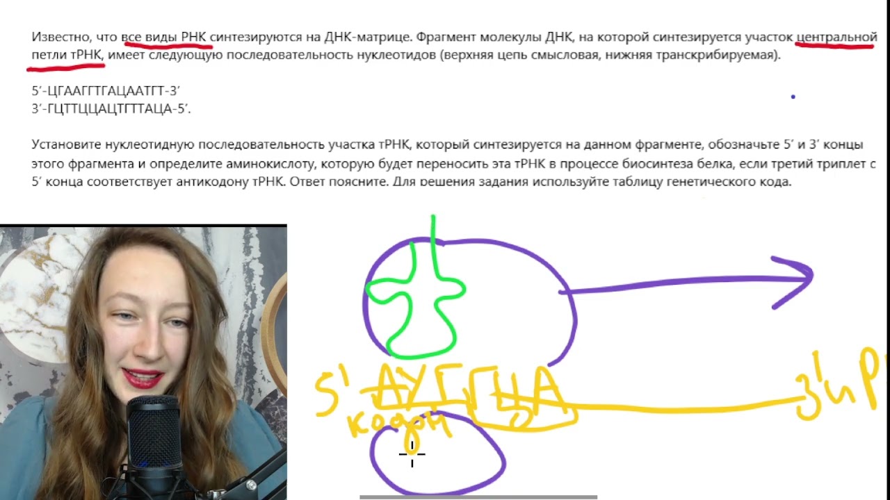 Матричные процессы синтез тРНК