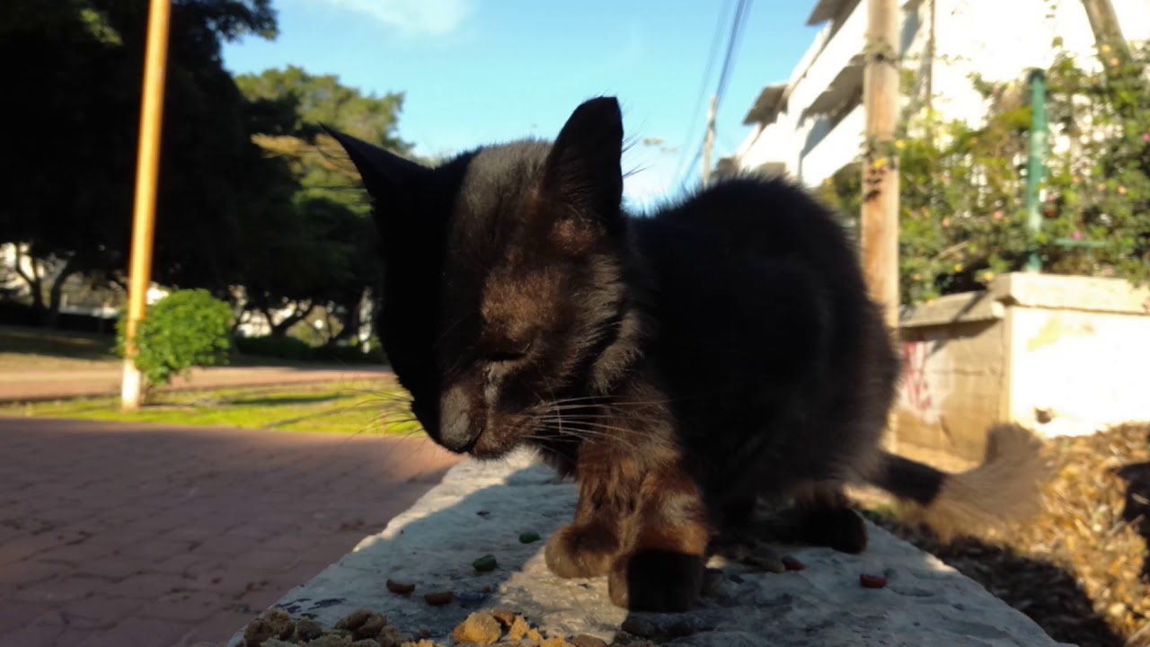 酷黑猫 Прикольный Чёрный котик очень-очень худойクールな黒い猫